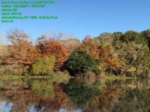 Bald Cypress – fall color along the bayou