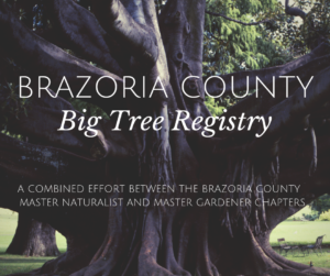 Brazoria County Big Tree Registry
