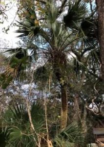 Brazoria Palm (Sabal x Brazoriensis)