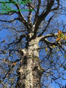 Durand White Oak (Quercus sinuata var. sinuata)