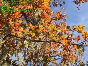 Overcup oak – leaves with fall color