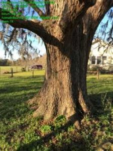 Pecan – candidate for county champ