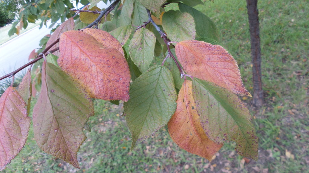 Mexican plum leaves