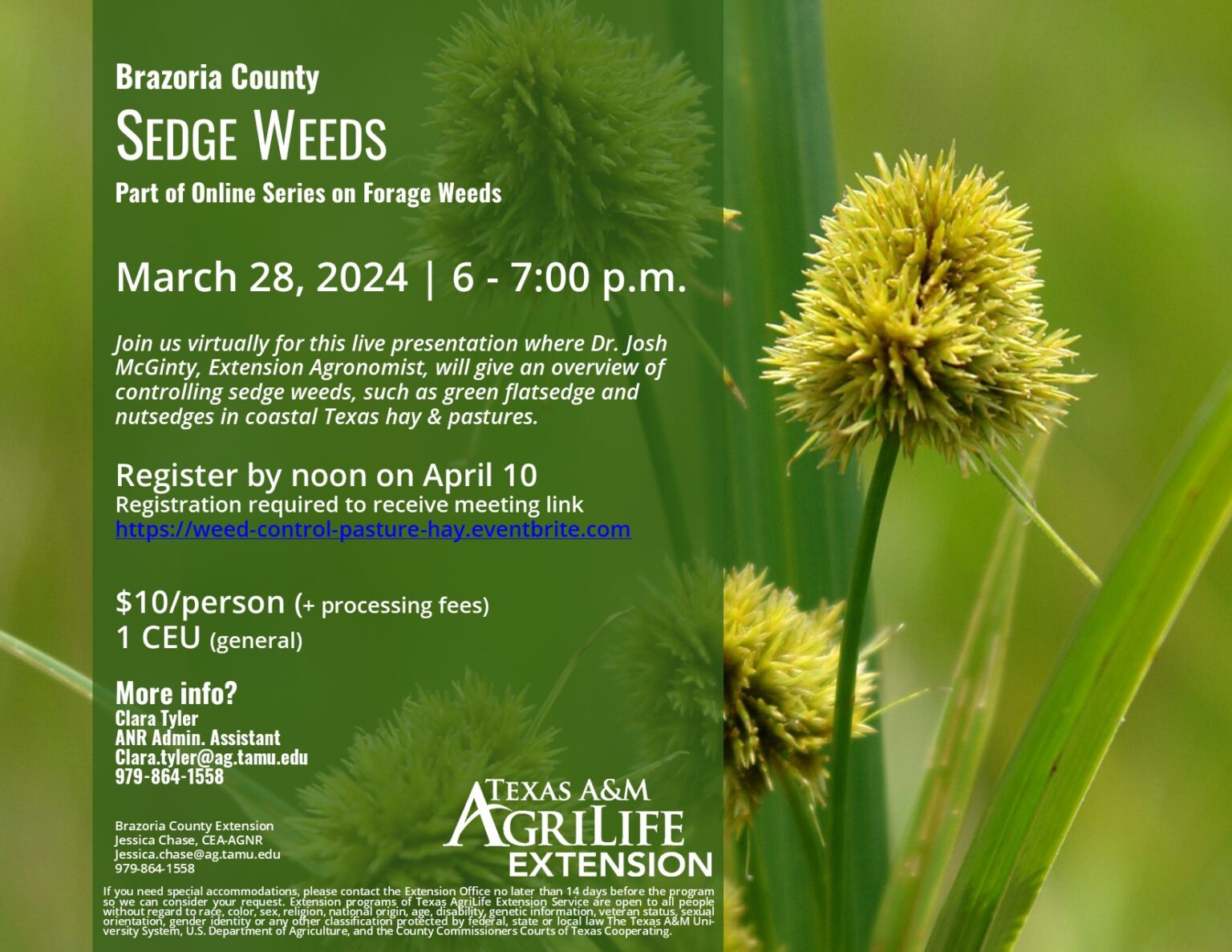 Sedge Weeds, March 28